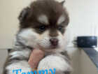Puppy