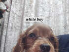 Puppy