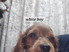 puppy