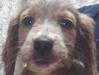 Puppy