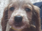 puppy