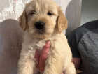 Puppy