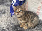 Kitten