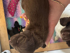puppy