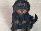 puppy