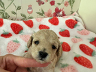 puppy