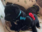 Puppy