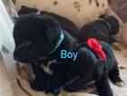 puppy