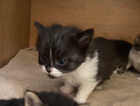 Kitten