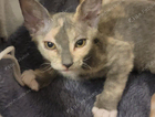 kitten
