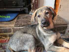 Puppy