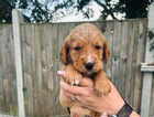 Puppy