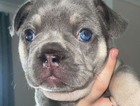 puppy