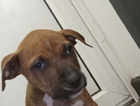 puppy