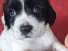 puppy