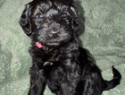 delilah