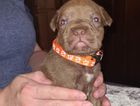 puppy