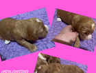 puppy