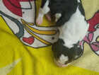 Puppy