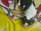 puppy