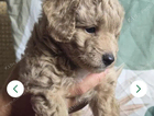 puppy