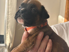puppy