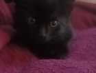 Kitten