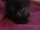 kitten