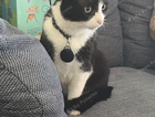 Missing Tuxedo Cat