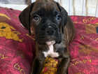 Puppy