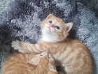 Kitten