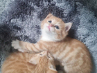 kitten