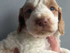 Puppy