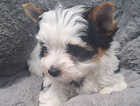 Puppy