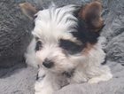 puppy  flint...