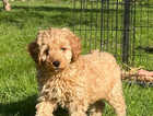 Puppy
