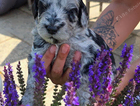 puppy