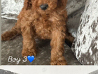 puppy