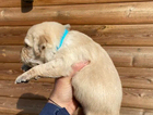 puppy