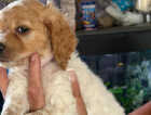 Puppy