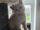 kitten