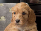 yellow puppy