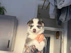 Puppy