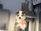 puppy