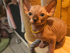 kitten