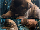 puppy