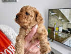 Puppy