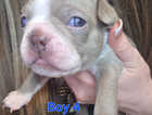 Puppy