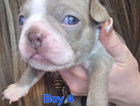 puppy