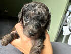 Puppy